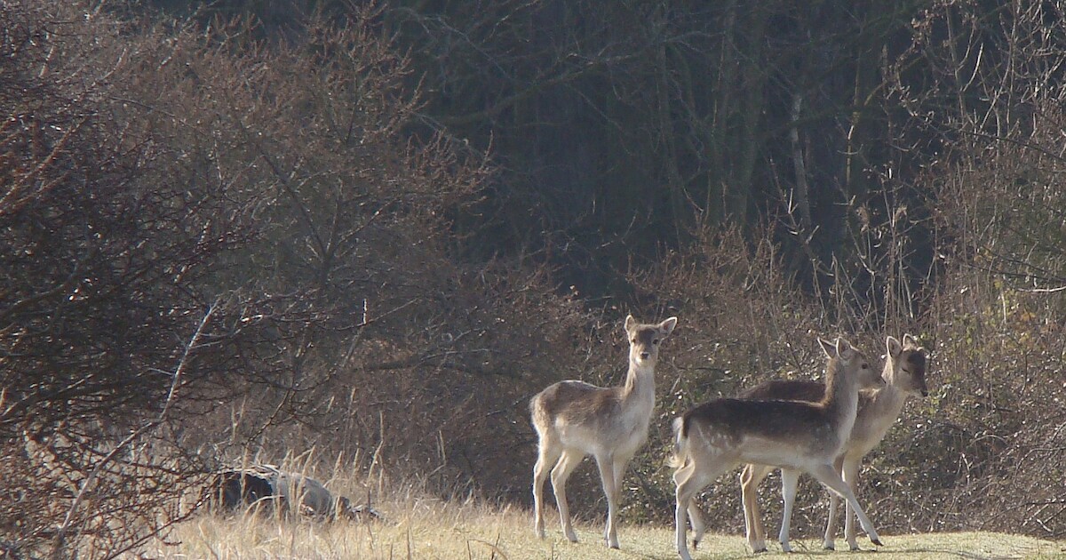 Aantal damherten op Walcheren blijft toenemen, provincie verruimt jachtperiode met twee maanden