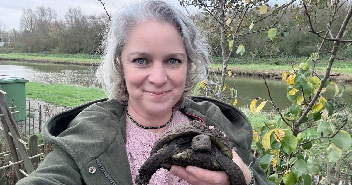 Petitie gestart voor dierenambulance op Tholen: ‘Je wordt van hot naar her gestuurd’