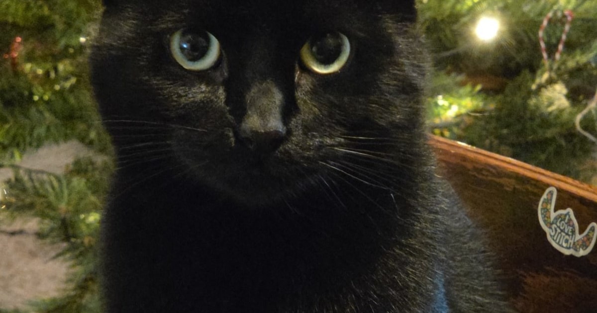 Heb jij Yuki gezien? Dit huisdier wordt in Noord-Beveland vermist