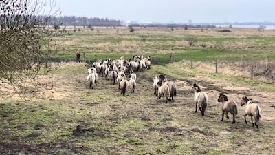 Nu te spotten in de Bergse natuur: konikpaarden