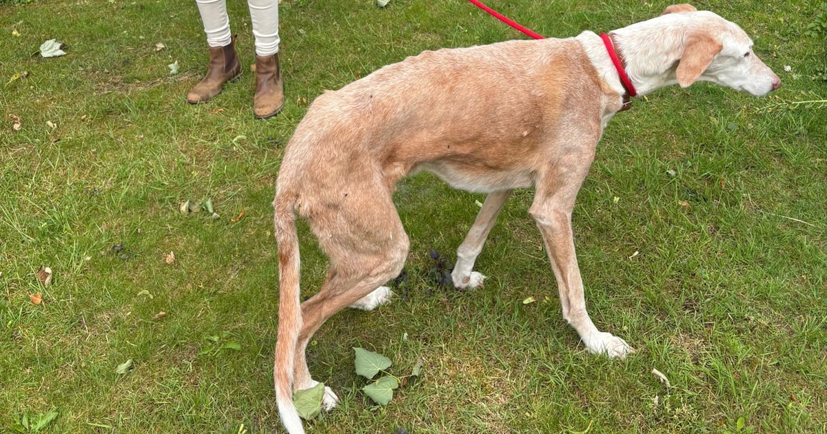 Grote zorgen om hond Josh (15): doof, dement en bijna blind liep hij ineens weg in Domburg