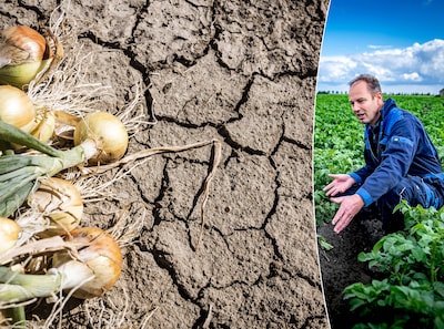 Waarom sommige Zeeuwse boeren toch sproeien ondanks het waterverbod: ‘Redden wat er te redden valt’