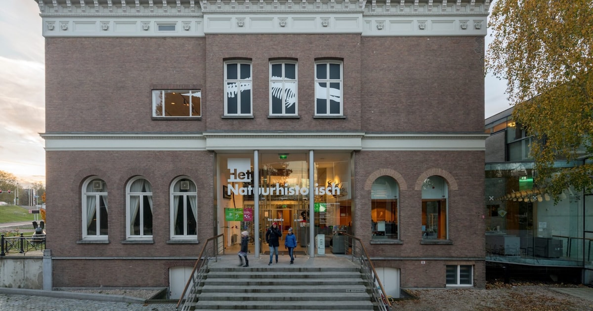 Nieuwe soort uitgestorven dolfijn gevonden in Westerschelde