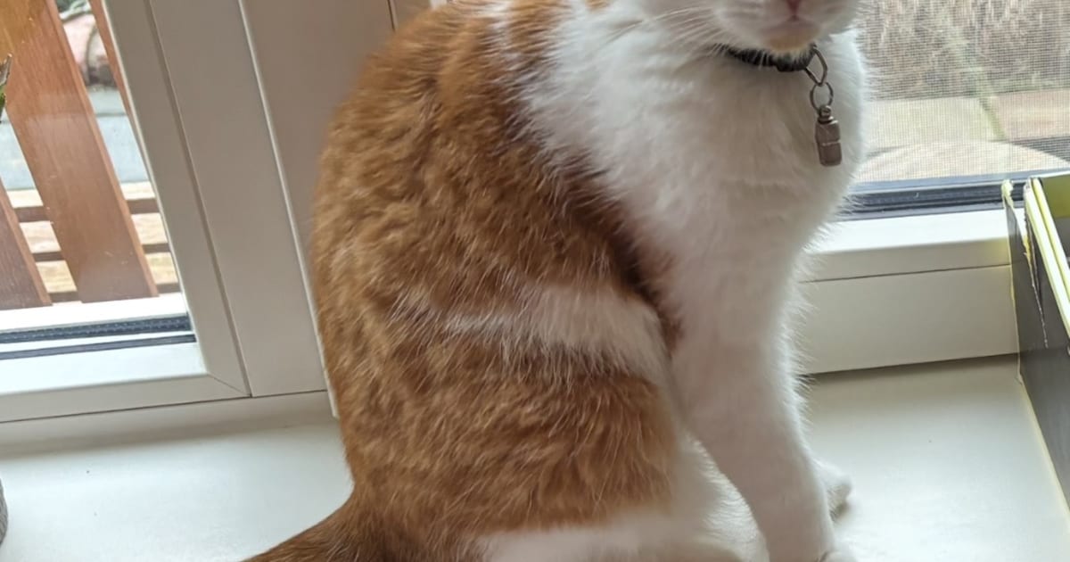 Heb jij Pip gezien? Dit huisdier wordt in Vlissingen vermist