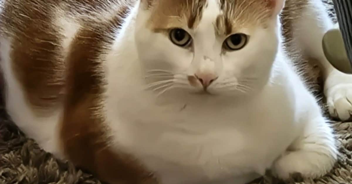 Heb jij Gijs, Zoa of Sem gezien? Deze vijf huisdieren worden in Middelburg vermist
