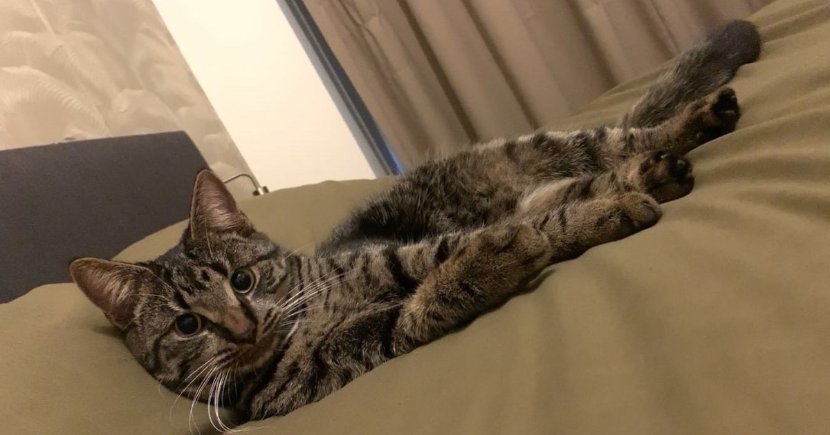 Heb jij Pablo gezien? Dit huisdier wordt in Vlissingen vermist