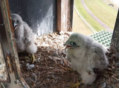 Schattige slechtvalkjes geboren op Dow-terrein: wie verzint de leukste namen?