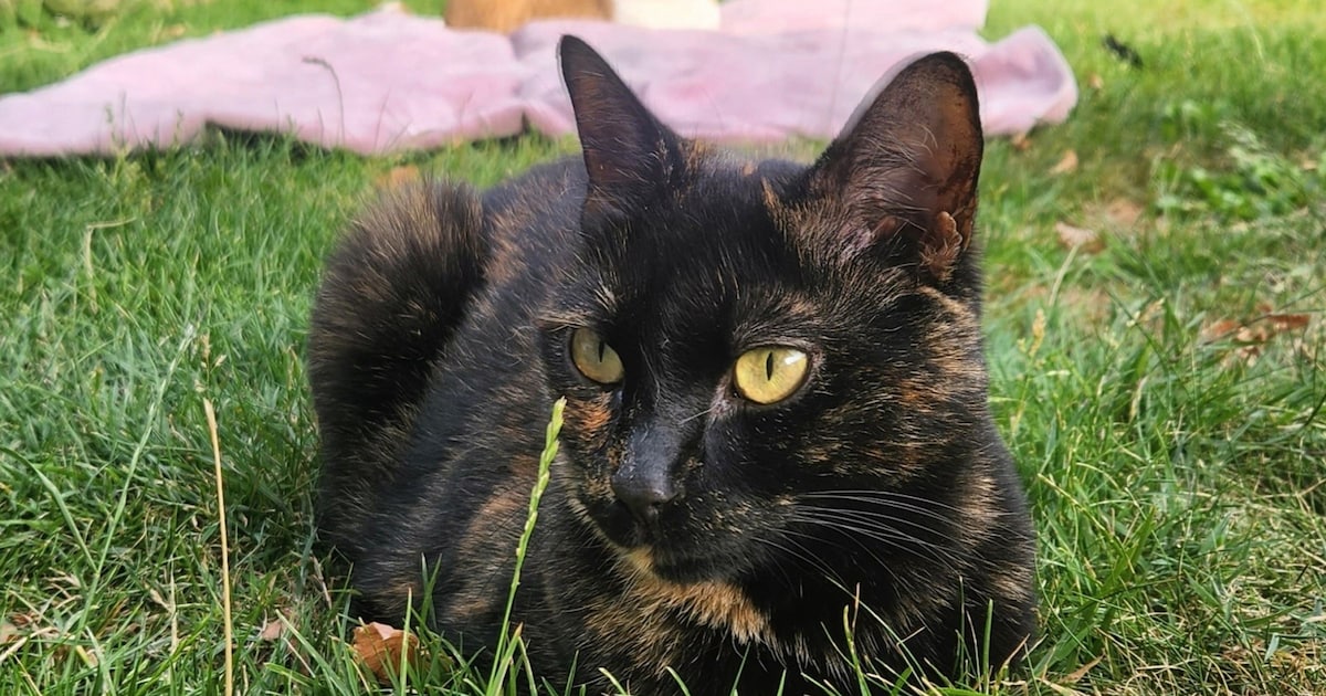 Heb jij Maya, Jewel of Sammy gezien? Deze vier huisdieren worden in Middelburg vermist