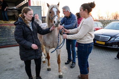 Met een lach en een (grote) traan: paardjes van Paardoes arriveren bij hun nieuwe thuis