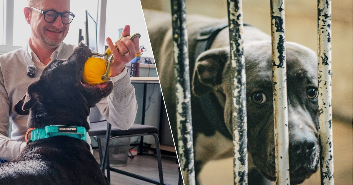 Antwerpen telt de meeste adopties: honden en katten zijn niet de grootste publiekslievelingen