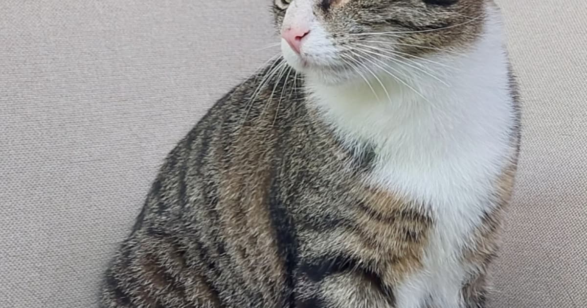 Heb jij Buddy, Harry of Downy gezien? Deze vijf huisdieren worden in Middelburg vermist