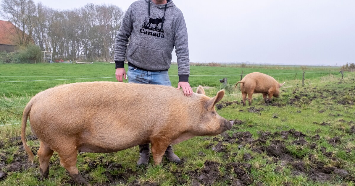 Zeugen Ham en Lap bereiden kippenparadijs voor: ‘Mijn idee van kringlooplandbouw’