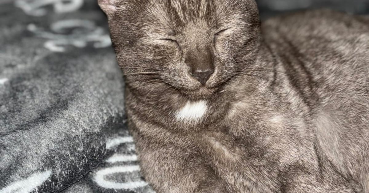 Heb jij Zippy of Snowy gezien? Deze twee huisdieren worden in Terneuzen vermist
