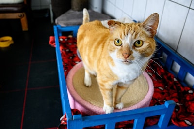 BRIEF | ‘Als katteneigenaren hun huisdier nou eens aan de lijn zouden uitlaten?’