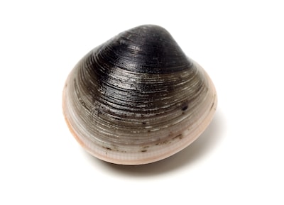 Ondernemer uit Bruinisse (47) ontkent illegale import tapijtschelpen uit vervuilde rivier in Portugal