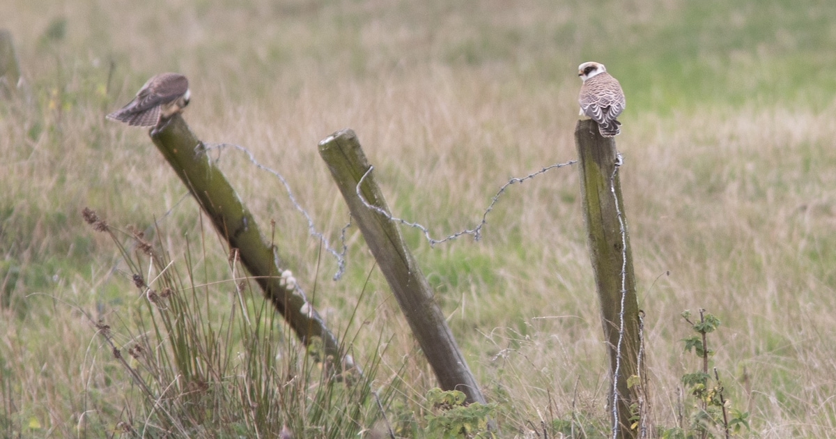 Vogeltrek te zien op Tiengemeten