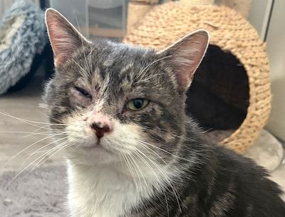 Kater door auto met zijn gezichtje over straat gesleurd, met uitgerukte nagel tot gevolg: ‘Hij was woest’