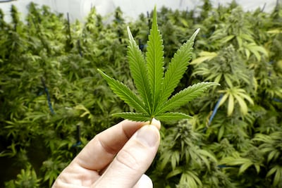 Online ouderavond over cannabis
