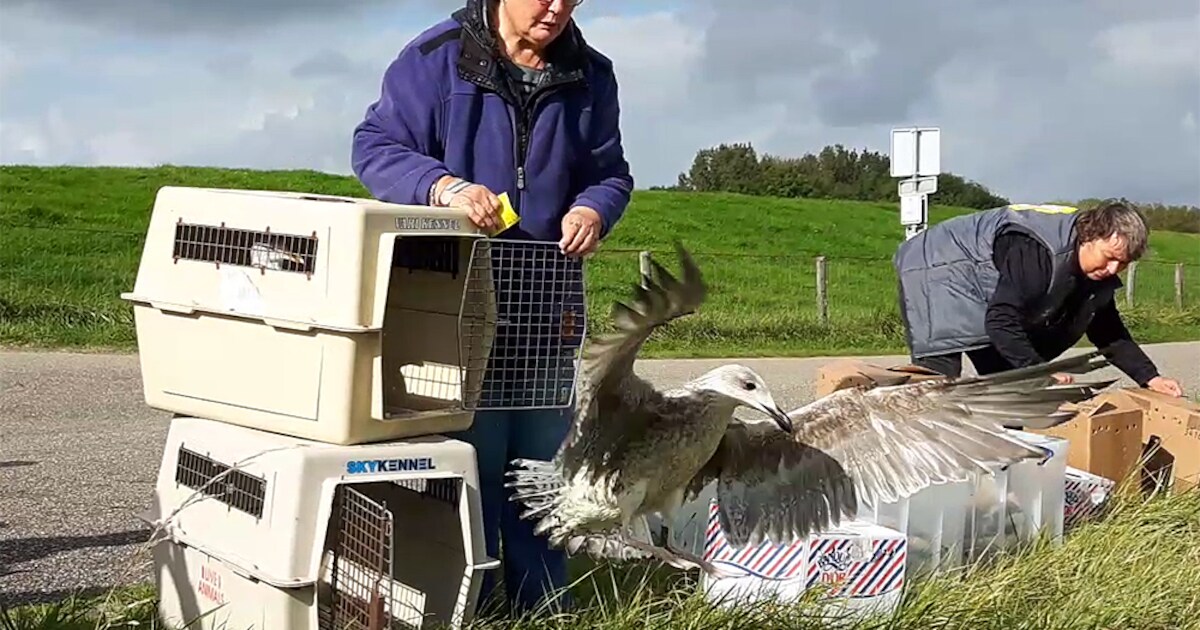 De Mikke laat vogels vrij bij Fort Rammekens