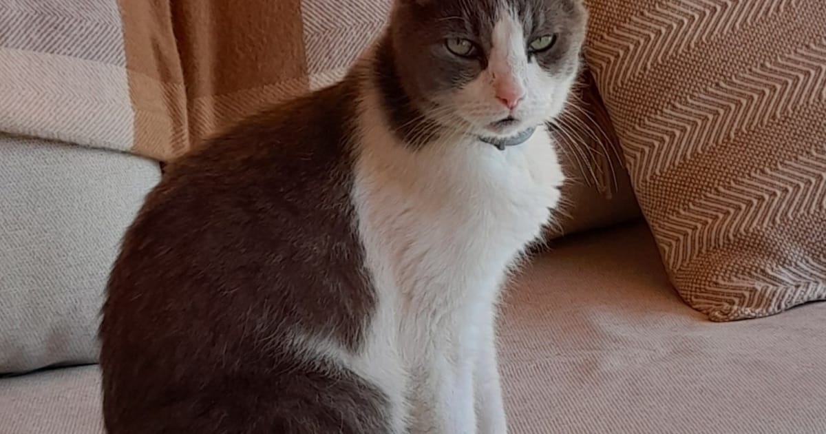 Heb jij Miki, Billie of Freddy gezien? Deze vijf huisdieren worden in Vlissingen vermist