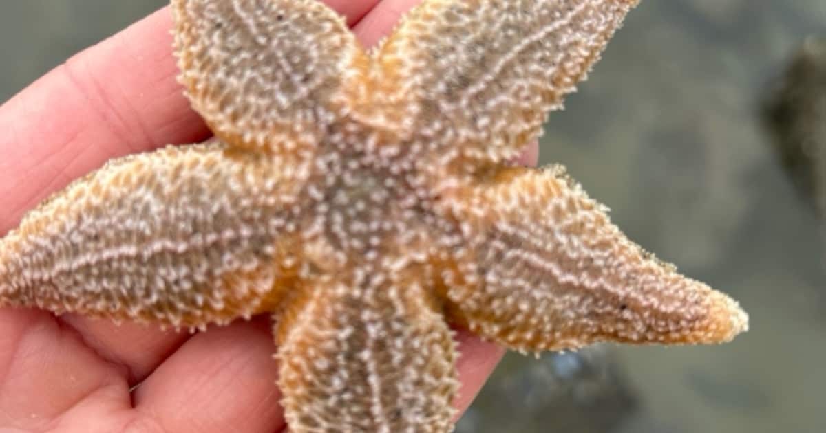 Duizenden zeesterren aangespoeld op strand van Ouddorp: ‘De zeemeeuwen zijn er blij mee’