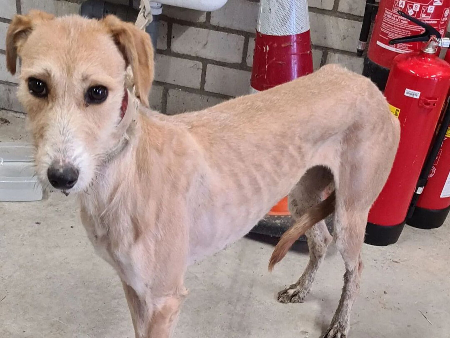 Politie neemt verwaarloosde hond in beslag in IJzendijke