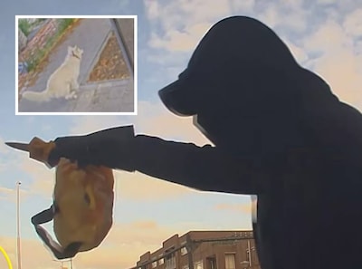 Overvaller had niet op herdershond gerekend wanneer hij man bedreigt in Steenbergen