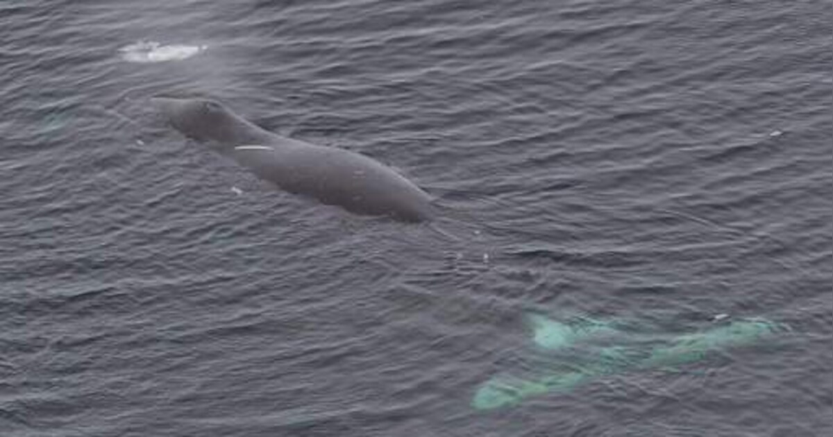 Zeldzame Groenlandse walvis zwemt voor Belgische kust | Regio | PZC.nl