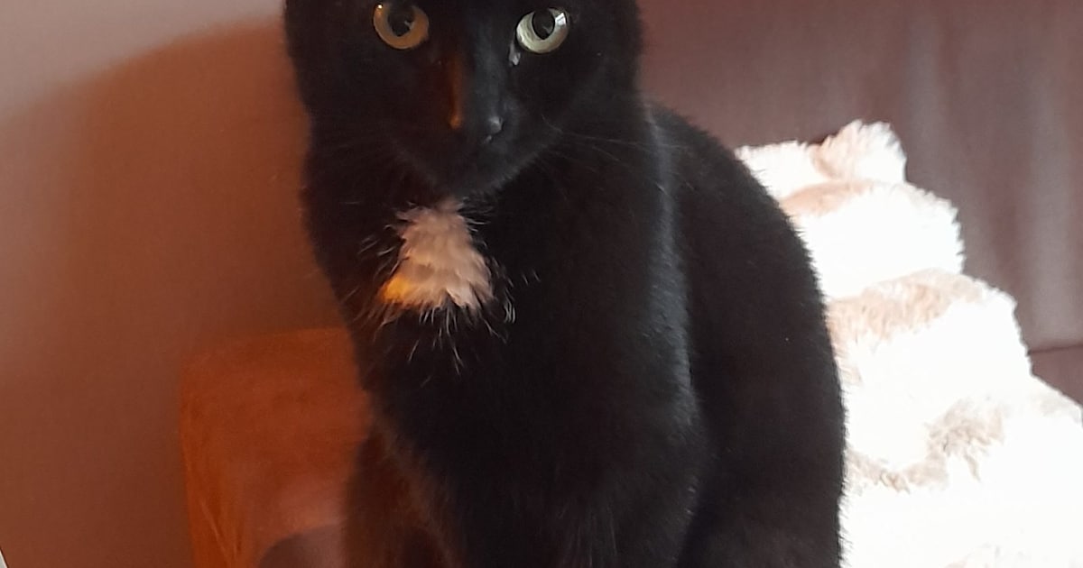 Heb jij Boris gezien? Dit huisdier wordt in Tholen vermist
