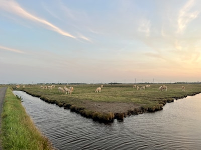Waarom water uit het Kanaal door Zuid-Beveland de beste redding lijkt voor de Yerseke en Kapelse Moer