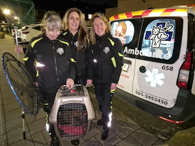 Zierikzee kan weer gerust slapen: ook tweede Haan die rondliep in woonwijk is gevangen