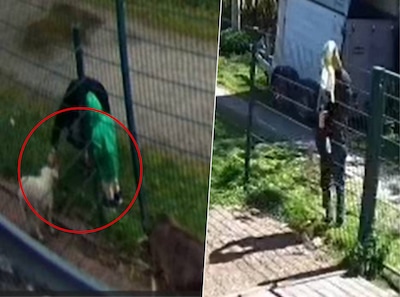Vader en kind geven lammetje drinkyoghurt in kinderboerderij: ‘Had veel slechter kunnen aflopen’
