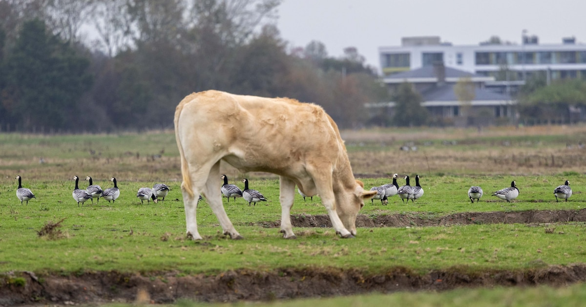 Zeeland telt bijna zes keer te veel grauwe ganzen en zoekt hardere aanpak voor overlast