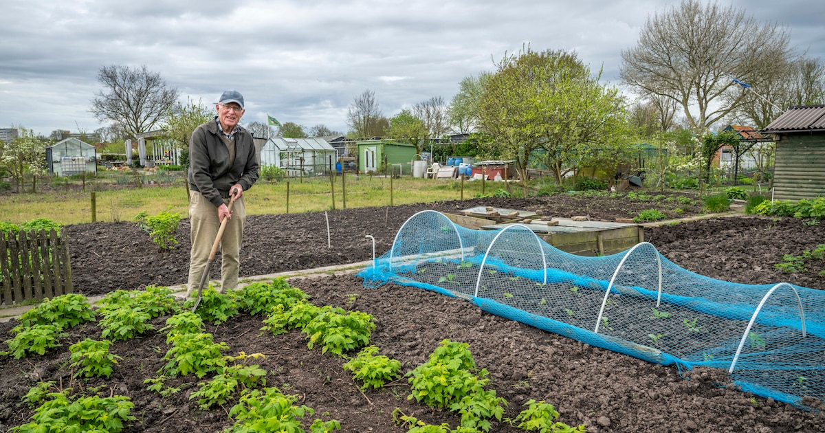 Rinus blijft aardbeien eten uit zijn moestuin: 'We wachten het lekker ...