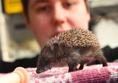 Nooit eerder zoveel egels in opvang rond deze tijd van het jaar: verzwakt en soms levend opgegeten