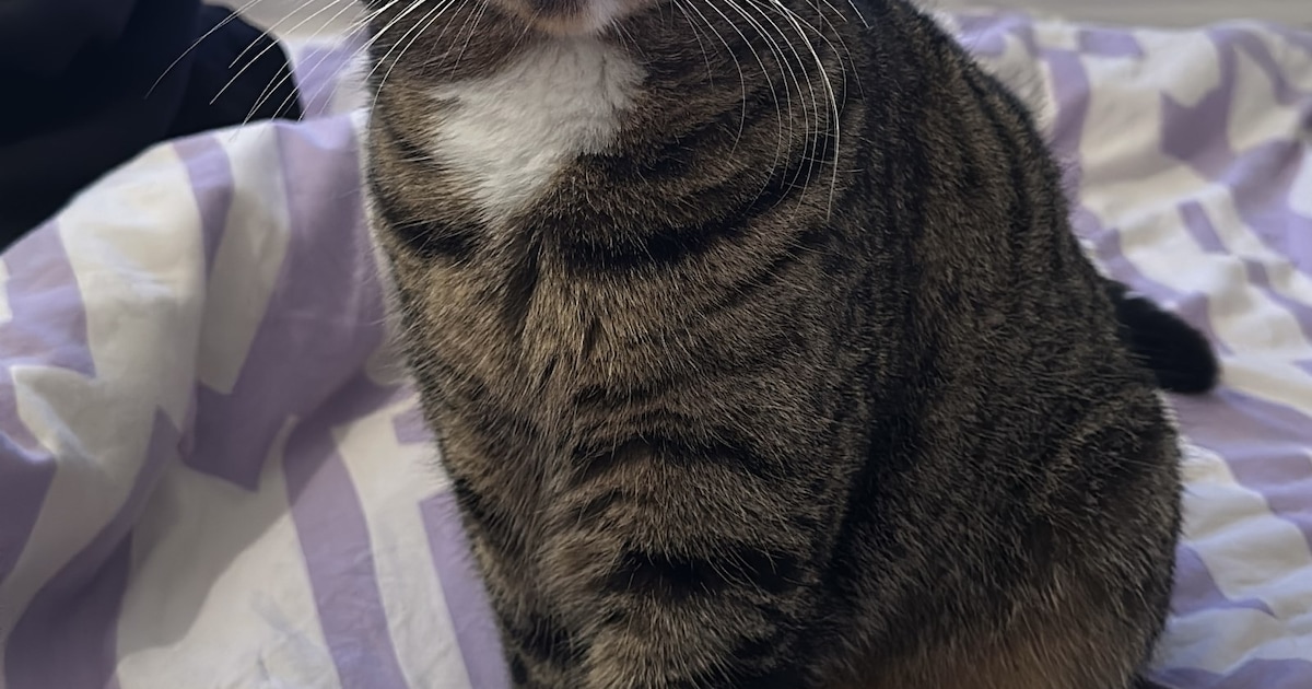 Heb jij Zeki, Lotje of Misty gezien? Deze drie huisdieren worden in Middelburg vermist