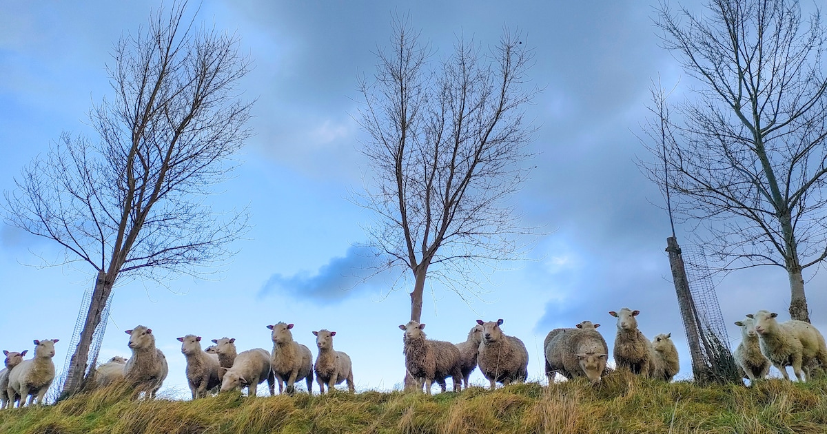 Wedstrijden schapendrijven met herdershonden in Zaamslag