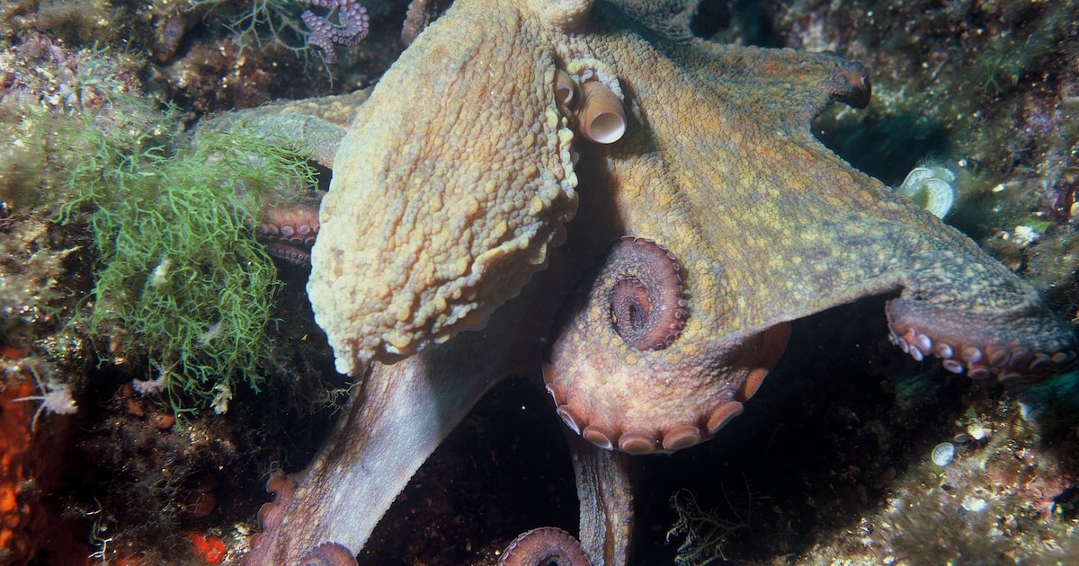 Octopus duikt voor het eerst op in Zeeland | Regio | PZC.nl