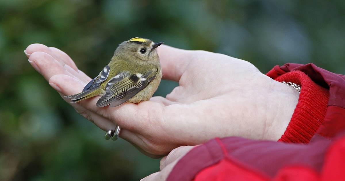 Vogeltje gevonden in Middelburg? Dit moet je wel (en niet) doen volgens Vogelbescherming