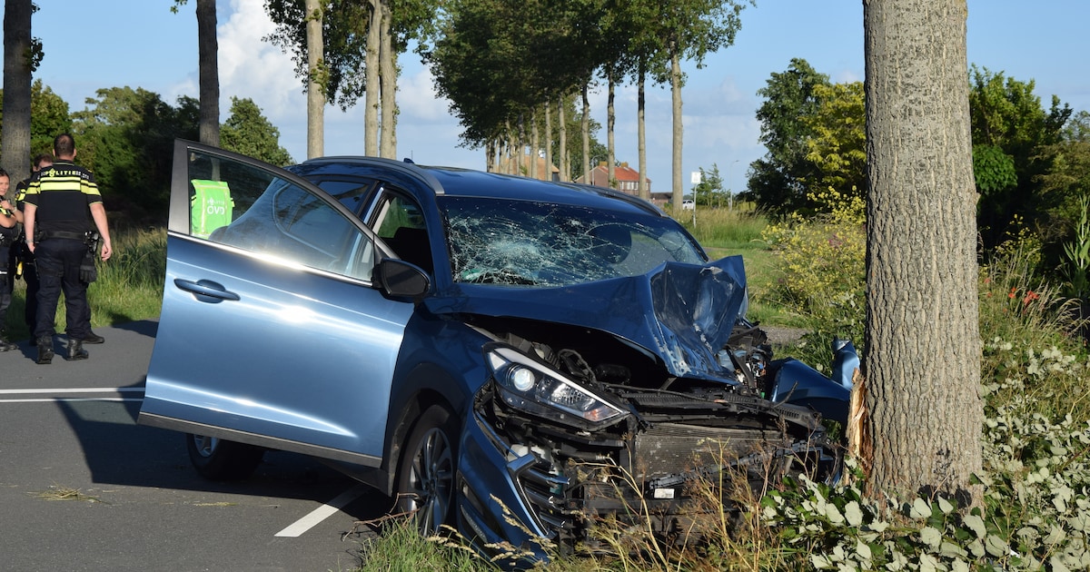 Hond overleden nadat auto tegen boom botst in Scharendijke