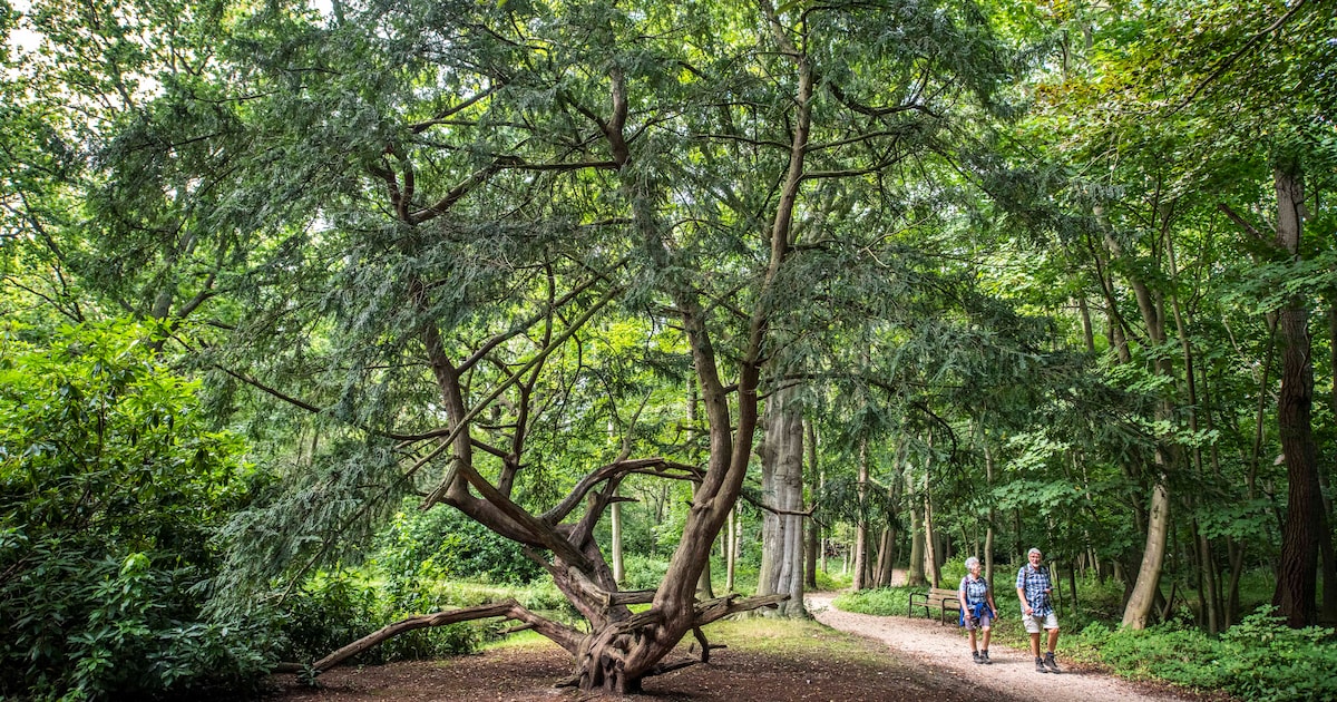 Monumentale Mondriaanboom Oostkapelle lijdt: ‘Deze boom kan het klimmen niet meer aan’