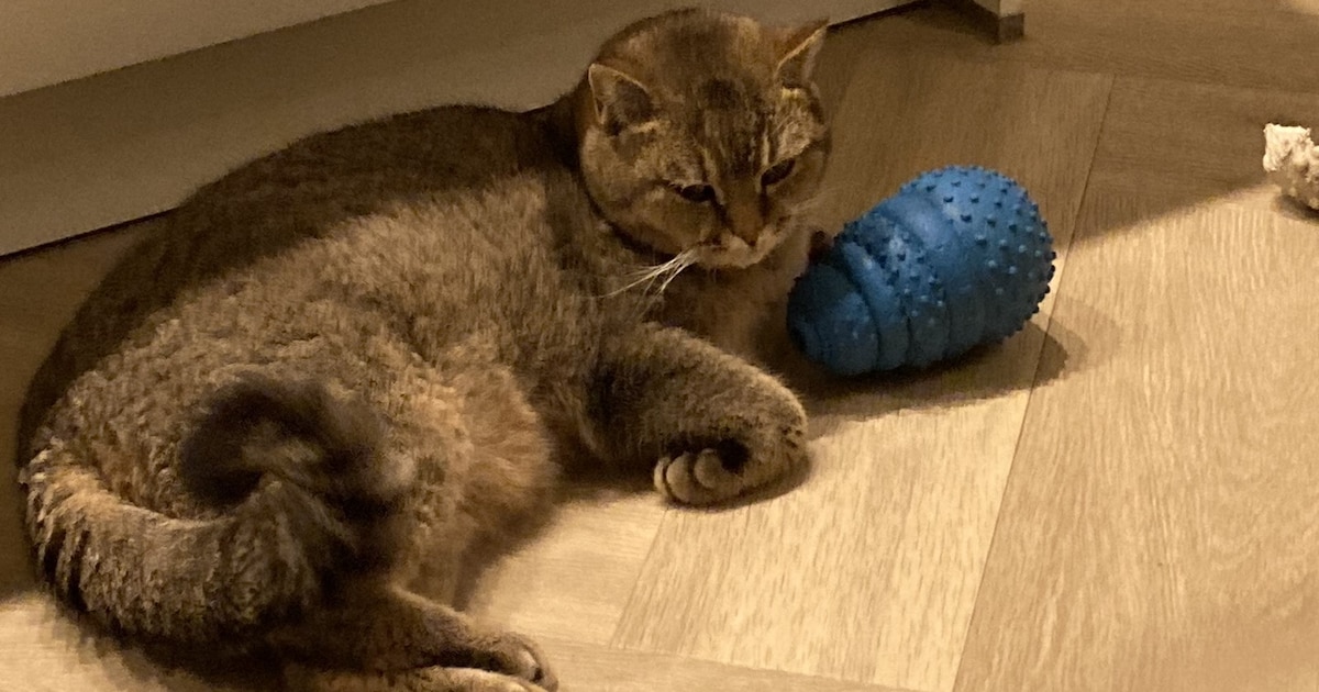 Heb jij Donny gezien? Dit huisdier wordt in Bergen op Zoom vermist