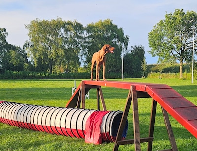 Eén miljoen euro om huizen te bouwen voor ‘mensen die overlast veroorzaken in gewone wijken’, dat puppytraining dan moet wijken is maar zo