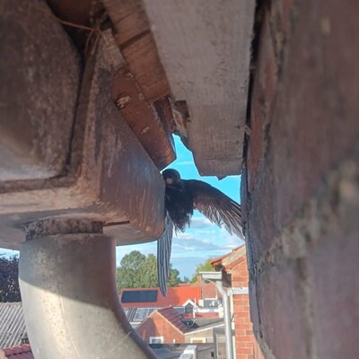 Brandweer redt vastzittende zwaluw uit dakgoot in Oosterland