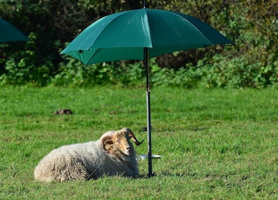 Schapen hijgend en soms schuimbekkend in brandende zon: dit kan je doen om te helpen