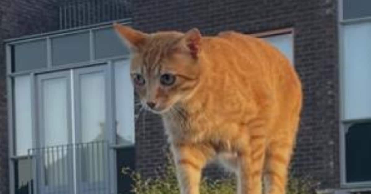Heb jij Pollie, Gozer of Pukkie gezien? Deze vier huisdieren worden in Hulst vermist