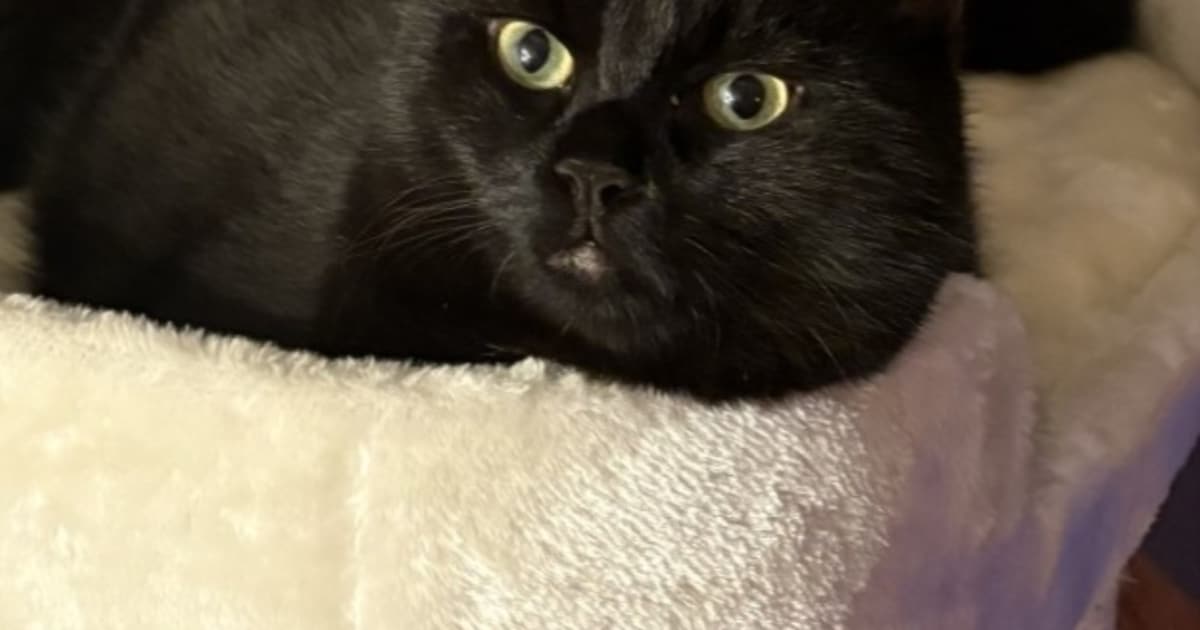 Heb jij Nala, Ollie of Gyzmo gezien? Deze vier huisdieren worden in Sluis vermist
