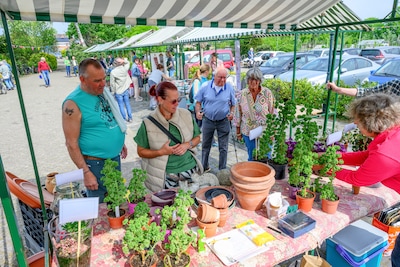 De Bommesee al 50 jaar de groene long van de stad: ‘Kinderen vinden het vaak ook heel leuk om hier b