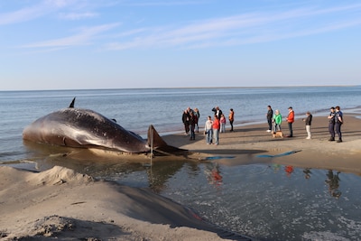 Dode potvis eindelijk op strand Renesse, opruimen wordt een hele klus: ‘Alleen al de kop weegt zo’n 6000 kilo’