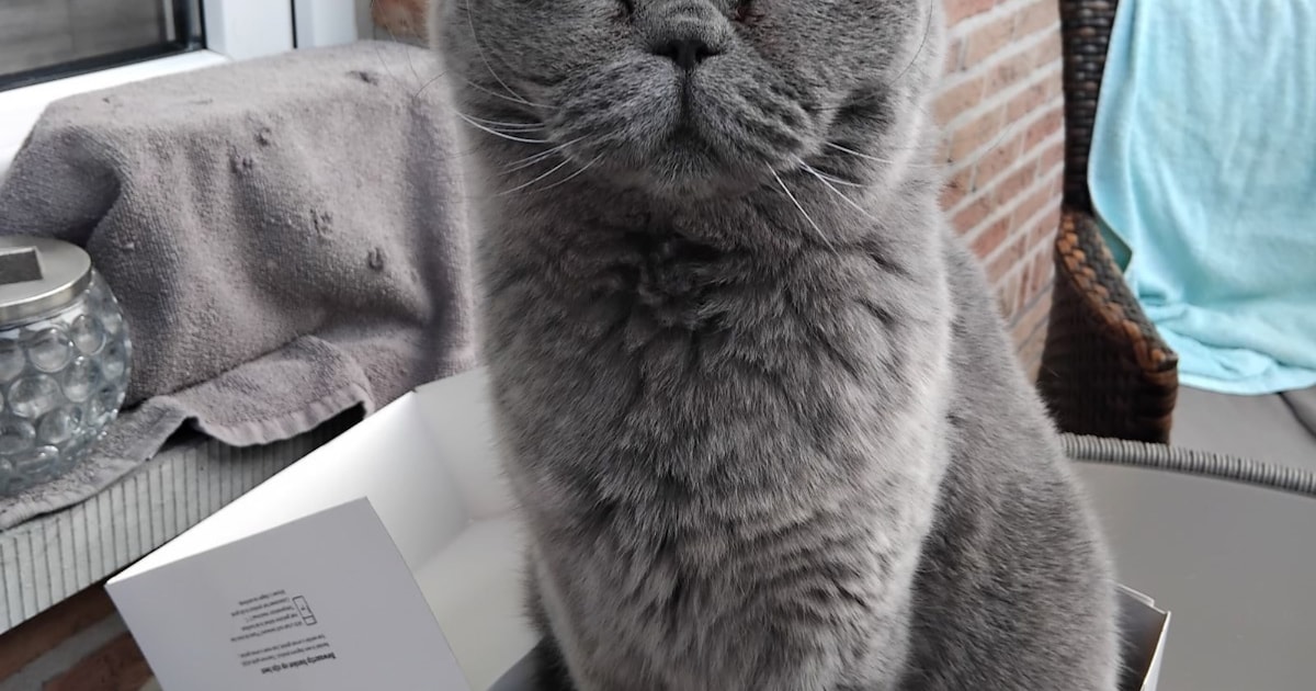 Heb jij Pearl, Duuki of Teun gezien? Deze vijf huisdieren worden in Terneuzen vermist